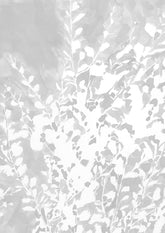 Betula Nana III